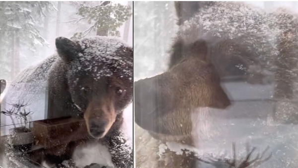 L'orso si affaccia con il cucciolo e reagisce così alle urla della padrona  di casa: il video è virale