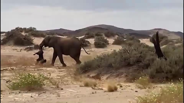 La ragazza fotografa l'elefante, l'animale reagisce così: il video è virale