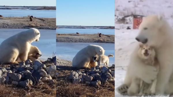 L'orso si affaccia con il cucciolo e reagisce così alle urla della padrona  di casa: il video è virale