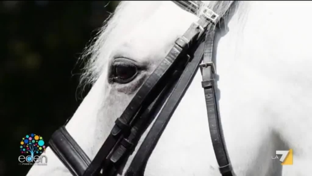 Puo Un Cavallo Nascere Nero E Diventare Di Un Bianco Meraviglioso