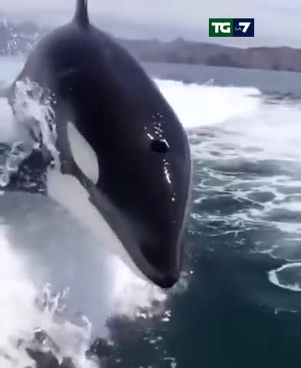 Wake-riding, l'orca fa surf sulla scia della barca